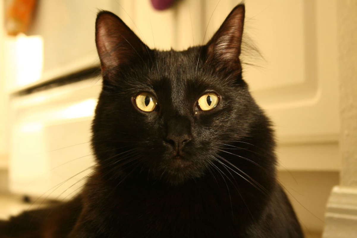 Cole & Marmalade Wiki