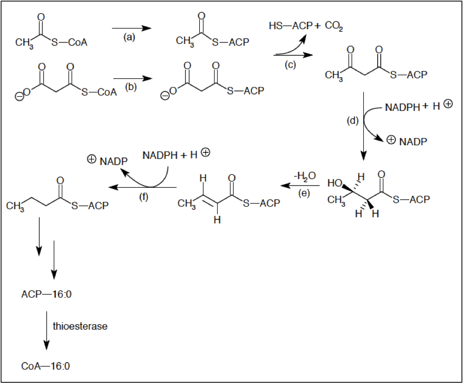 Fatty acid metabolism Wiki Everipedia