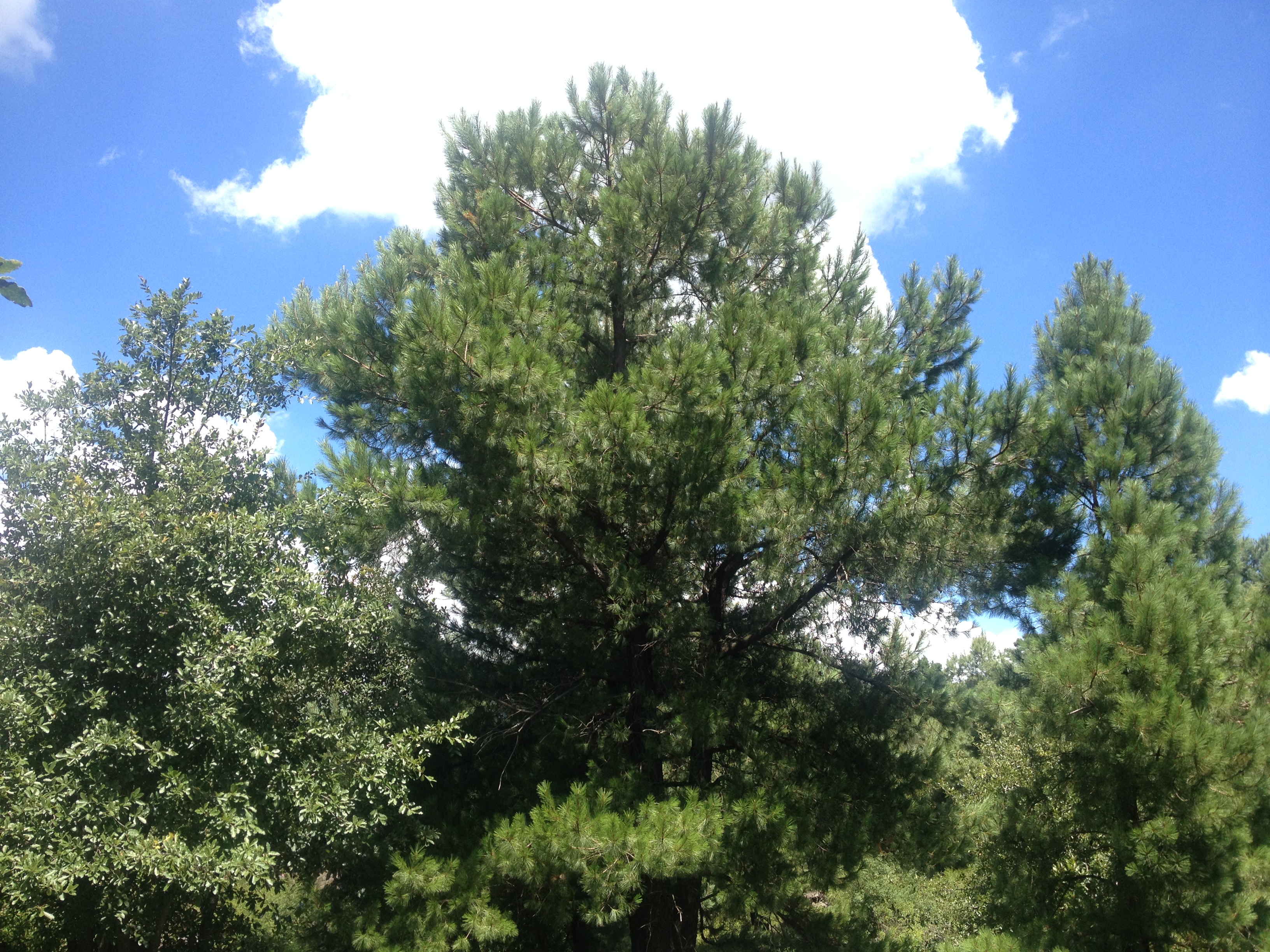 Madrean pineoak woodlands Wiki Everipedia