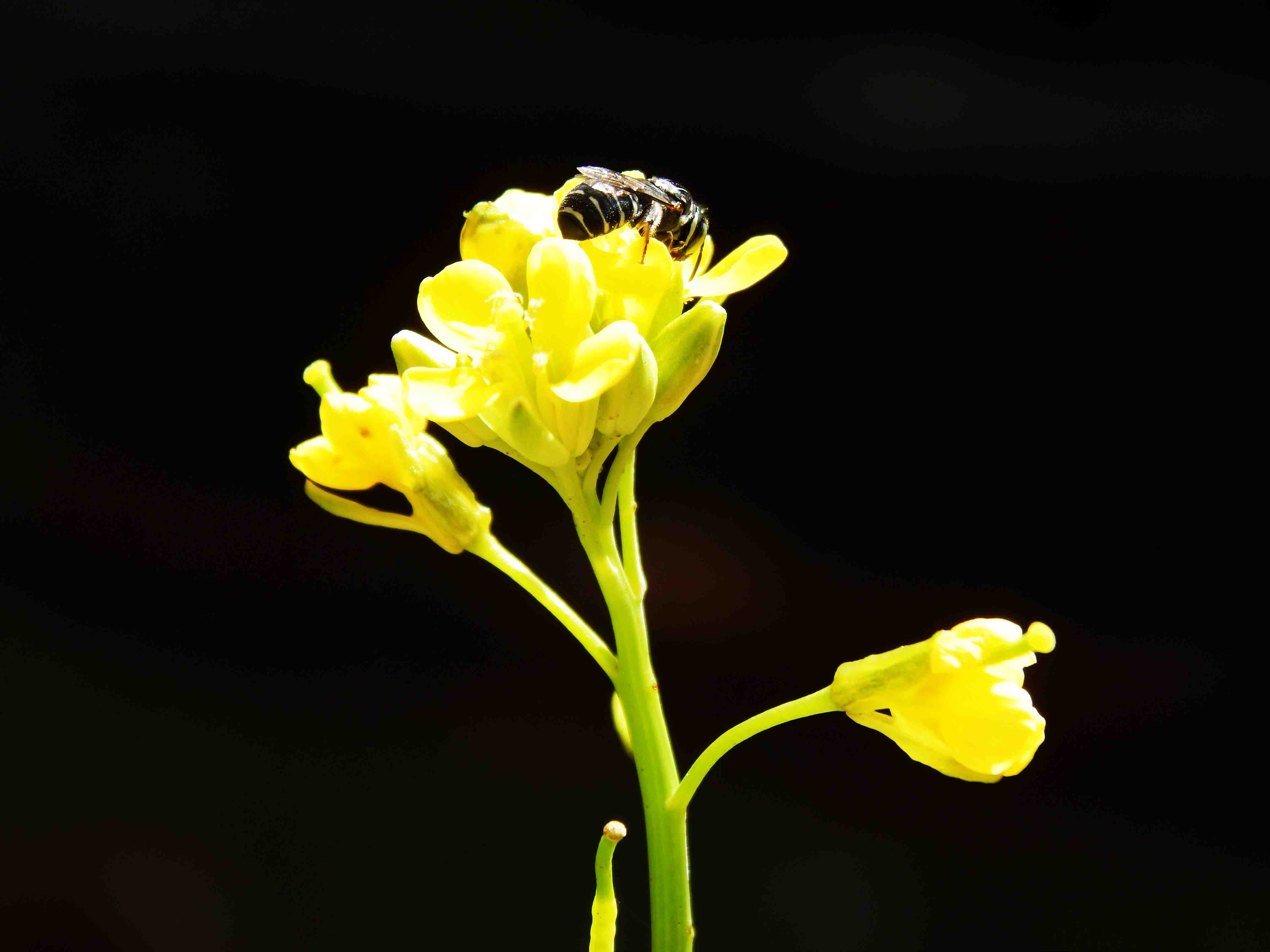 Melipona beecheii Wiki Everipedia