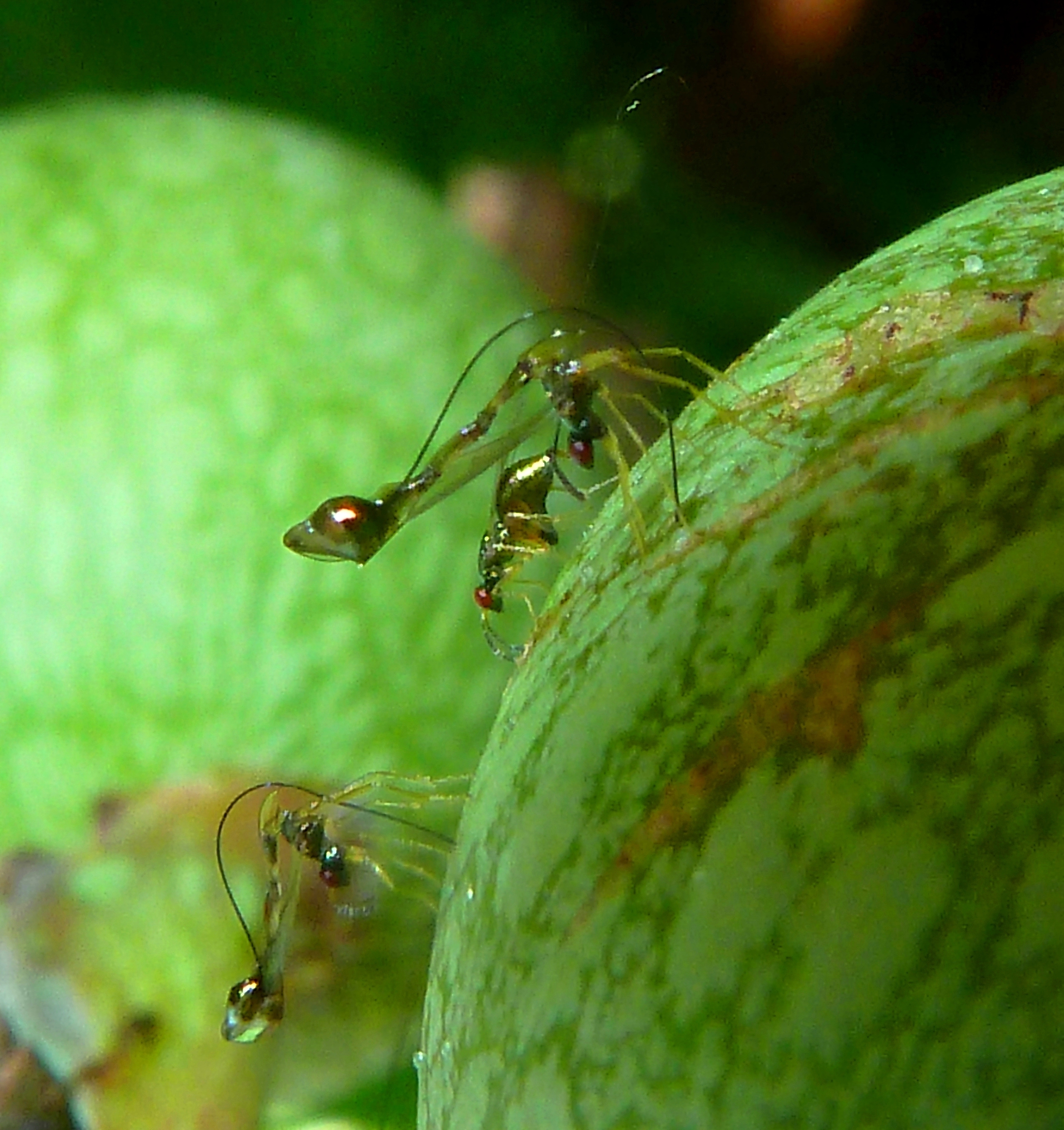 Fig wasp Wiki Everipedia