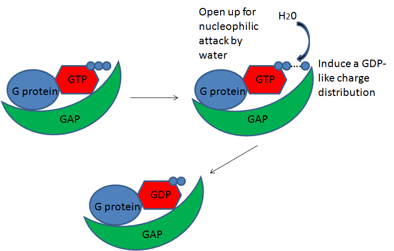 GTPaseactivating protein Wiki Everipedia