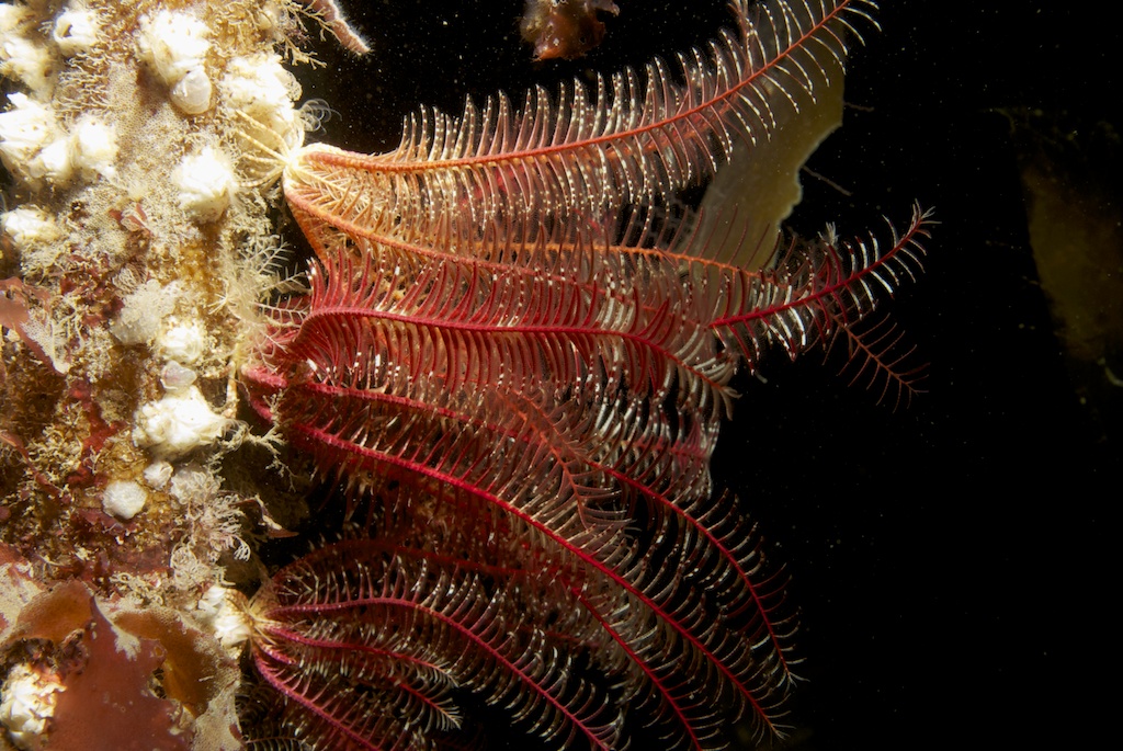 Antedonidae Wiki Everipedia