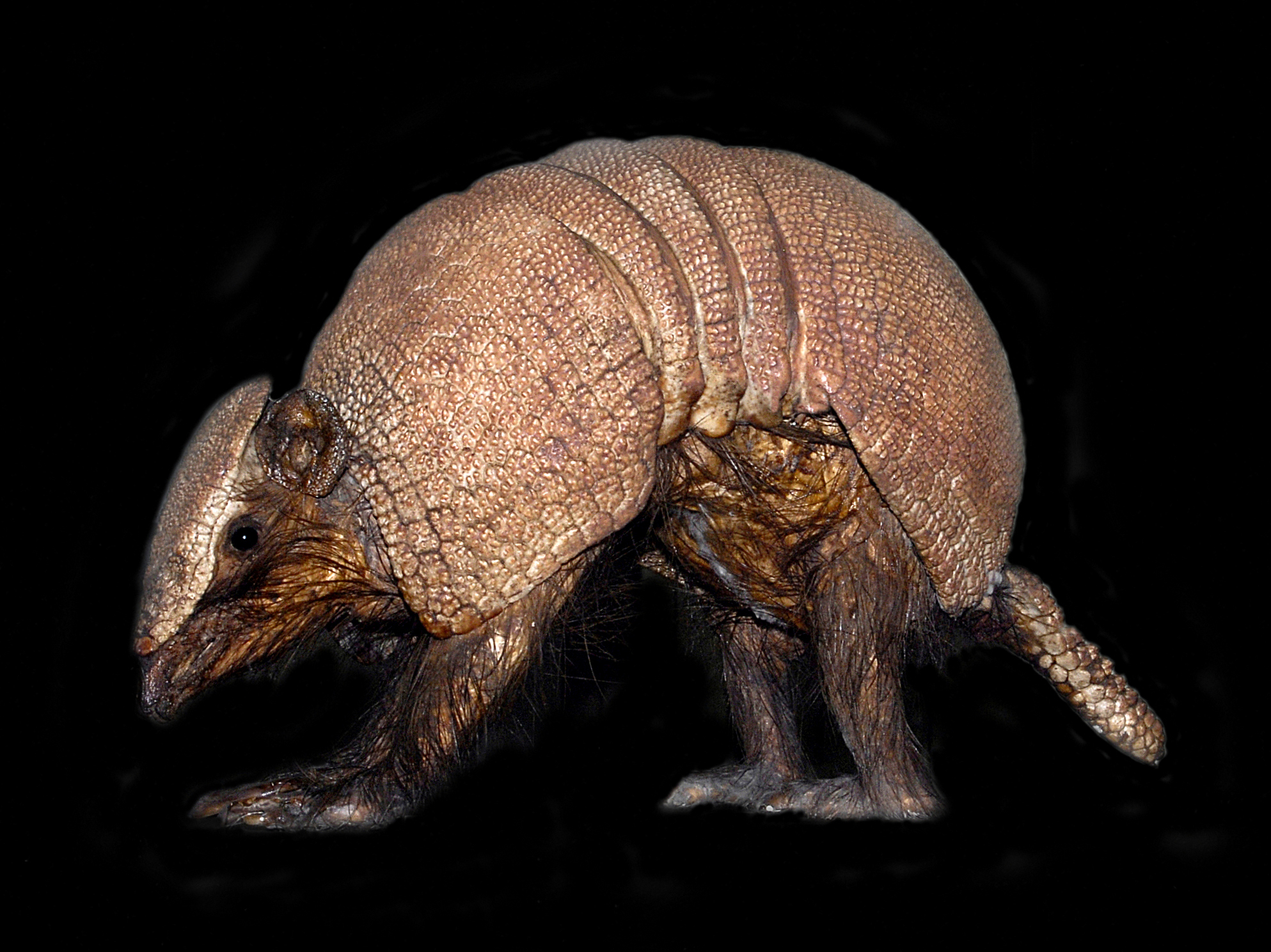 Brazilian three-banded armadillo | Wiki | Everipedia