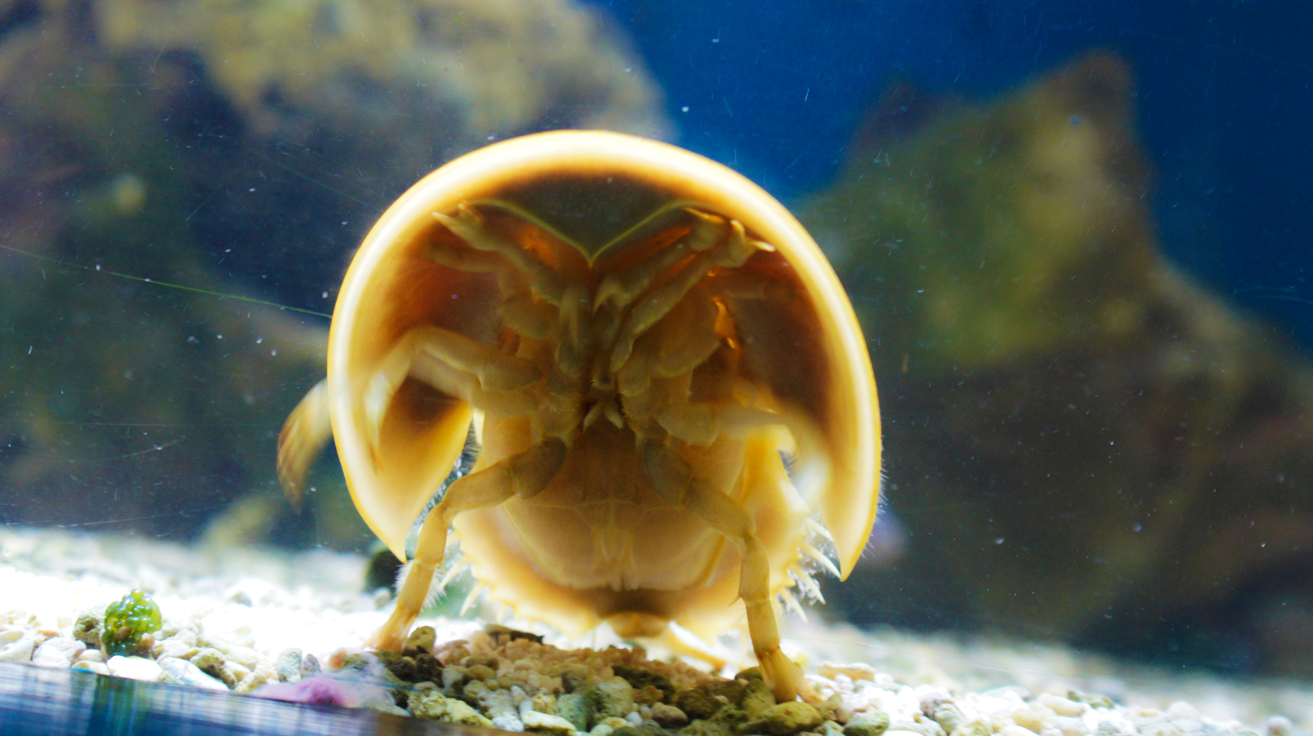 Atlantic horseshoe crab Wiki Everipedia