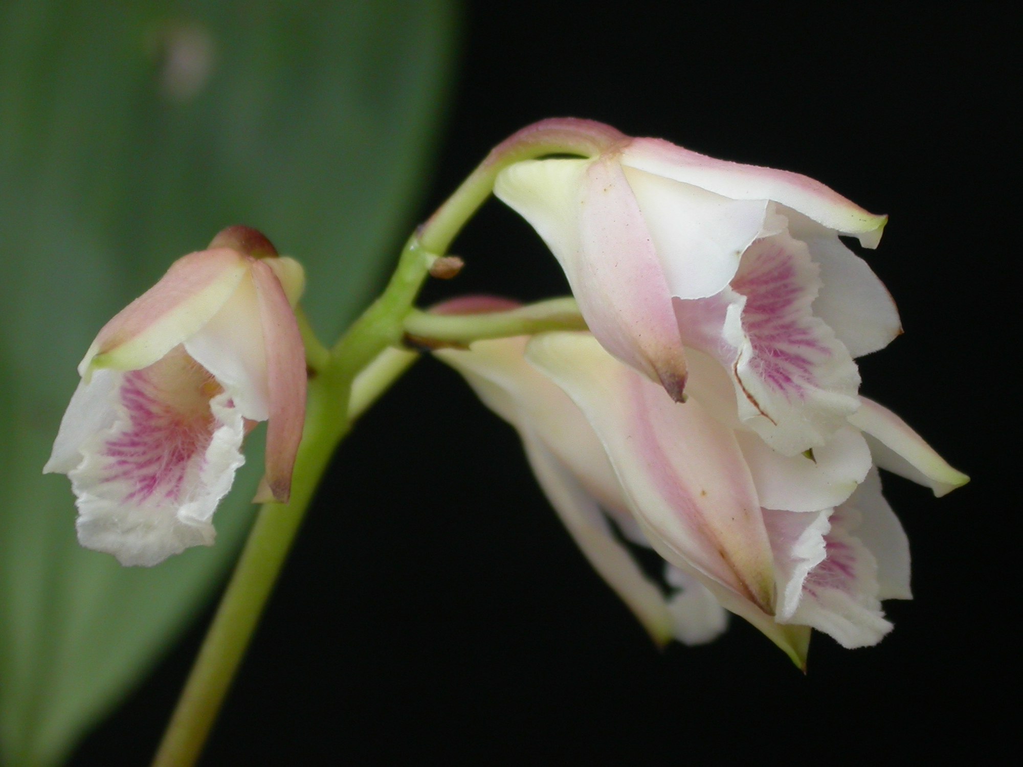 Bifrenaria Wiki Everipedia
