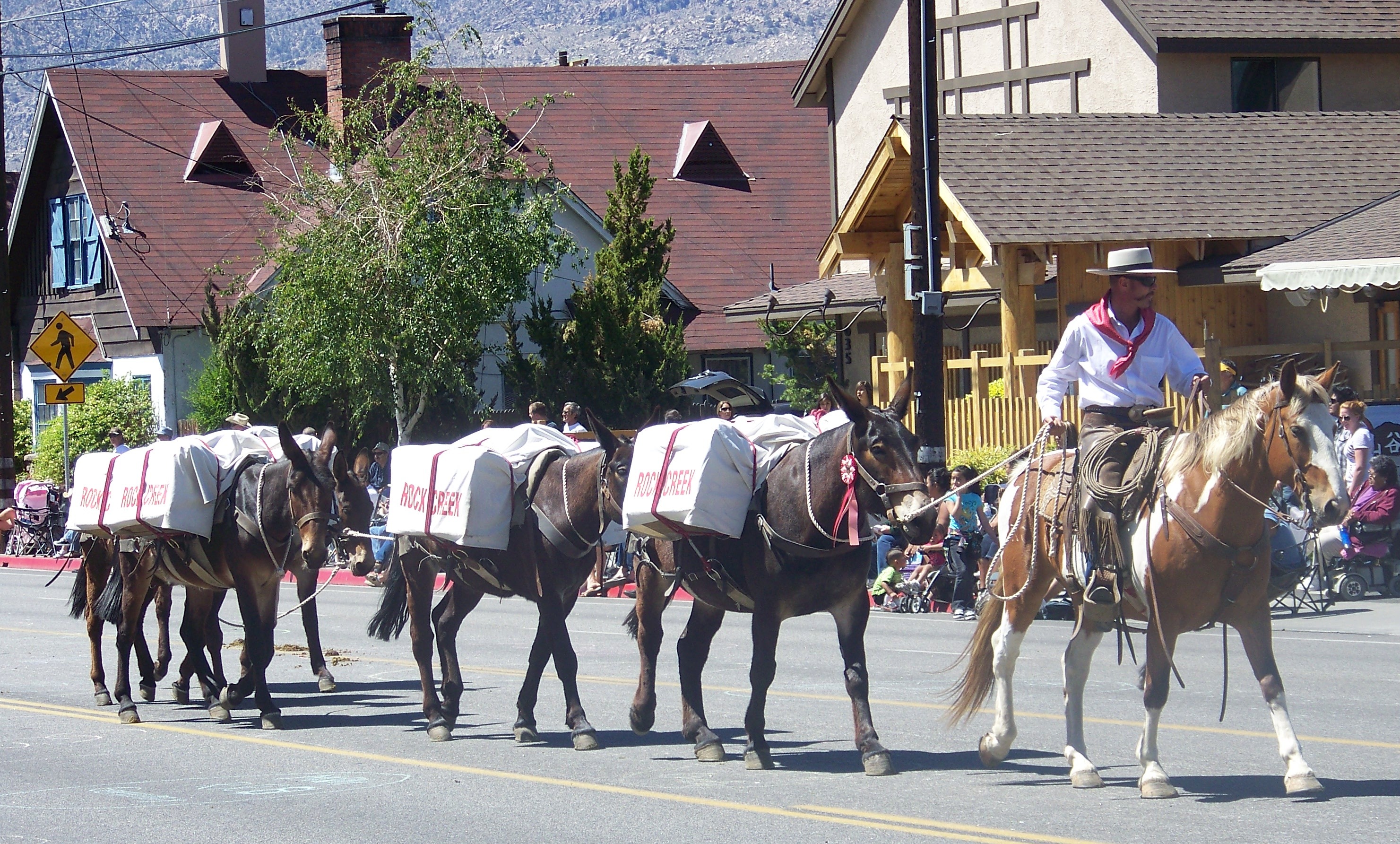 Mule Day Calvary 35 - pcnuudd