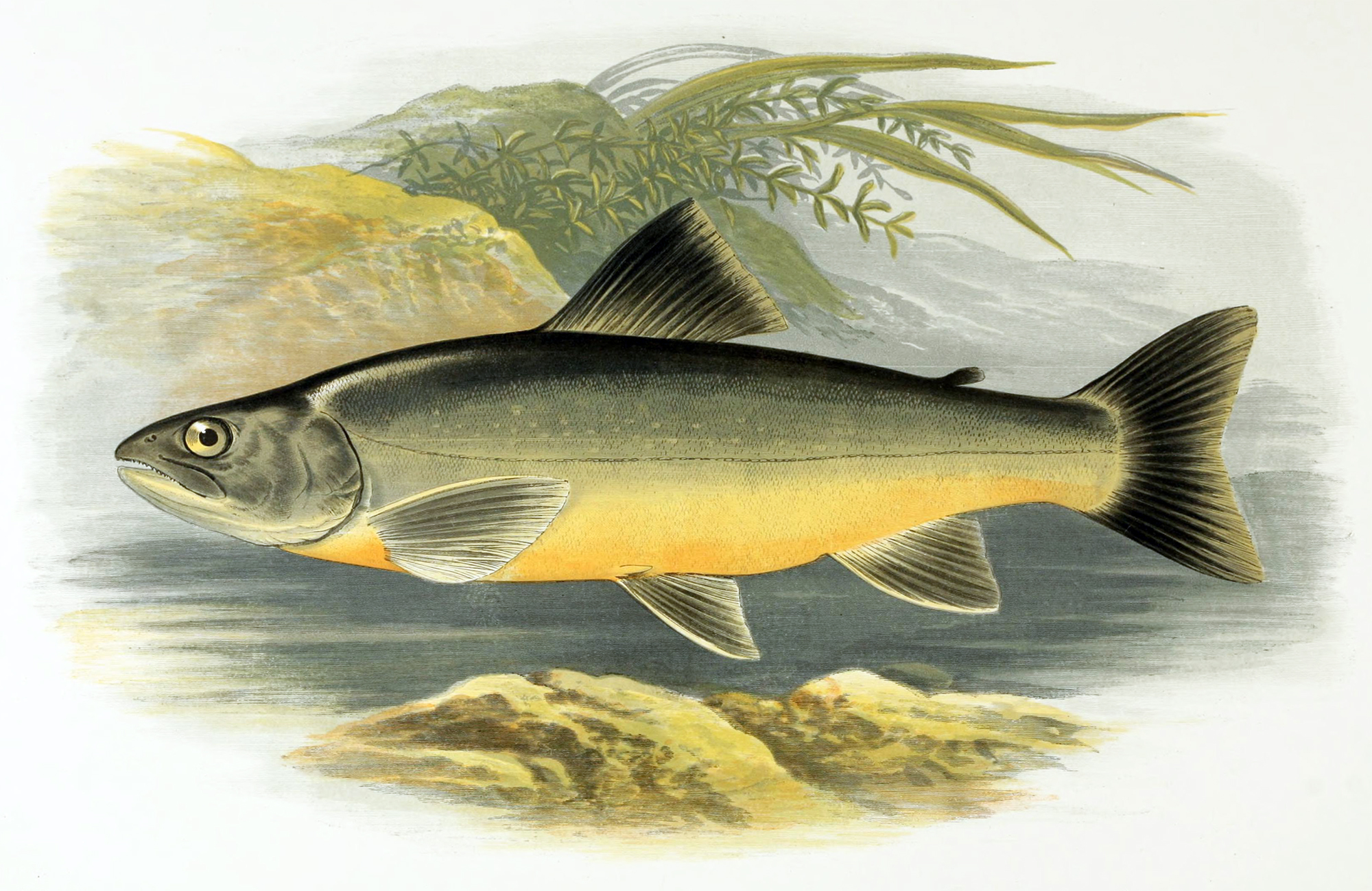 Salvelinus Wiki Everipedia