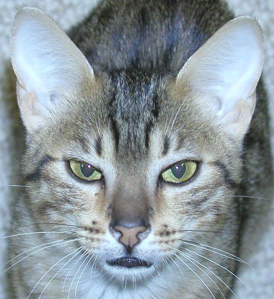 Egyptian Mau | Wiki | Everipedia