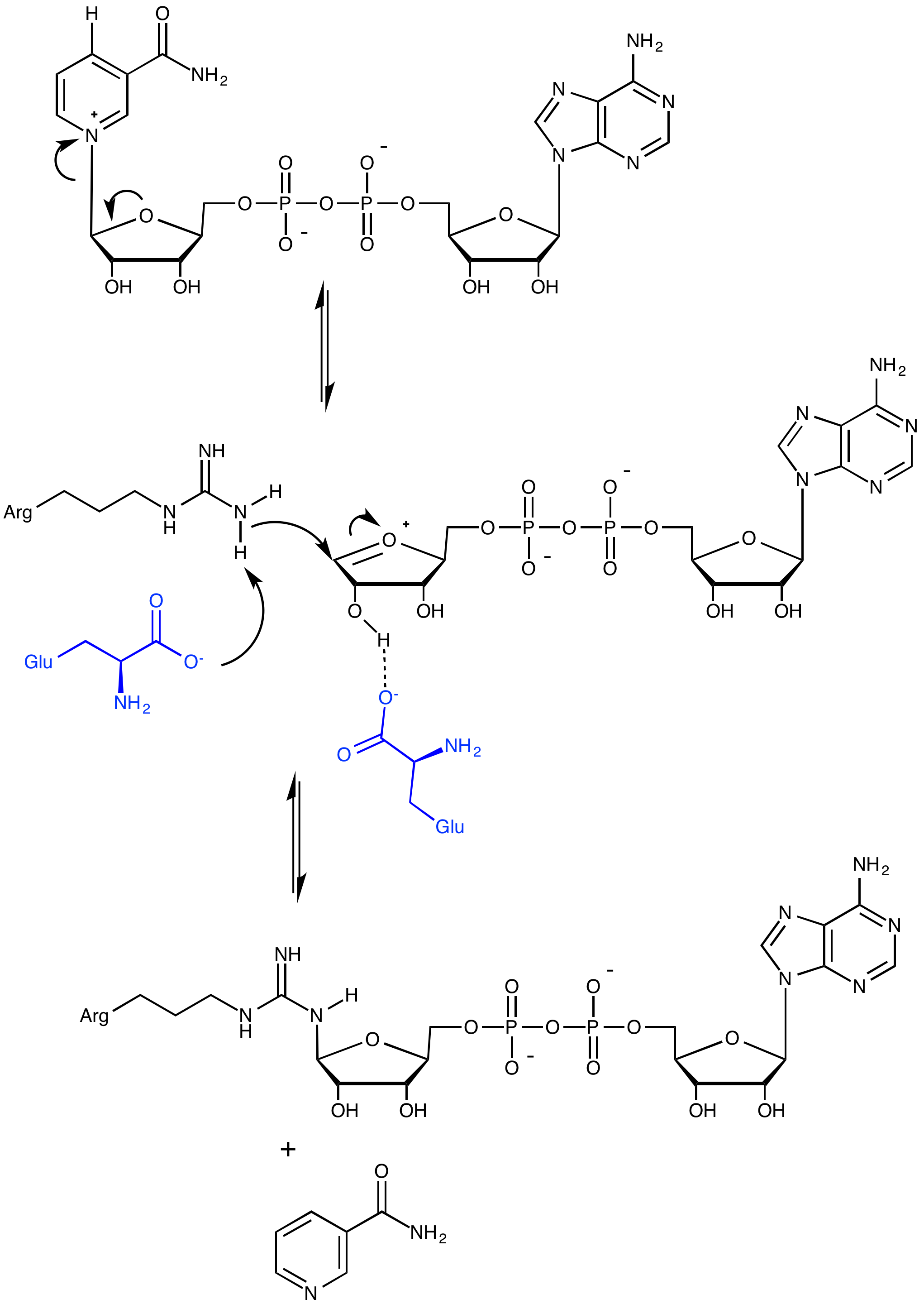 ADPribosylation Wiki Everipedia