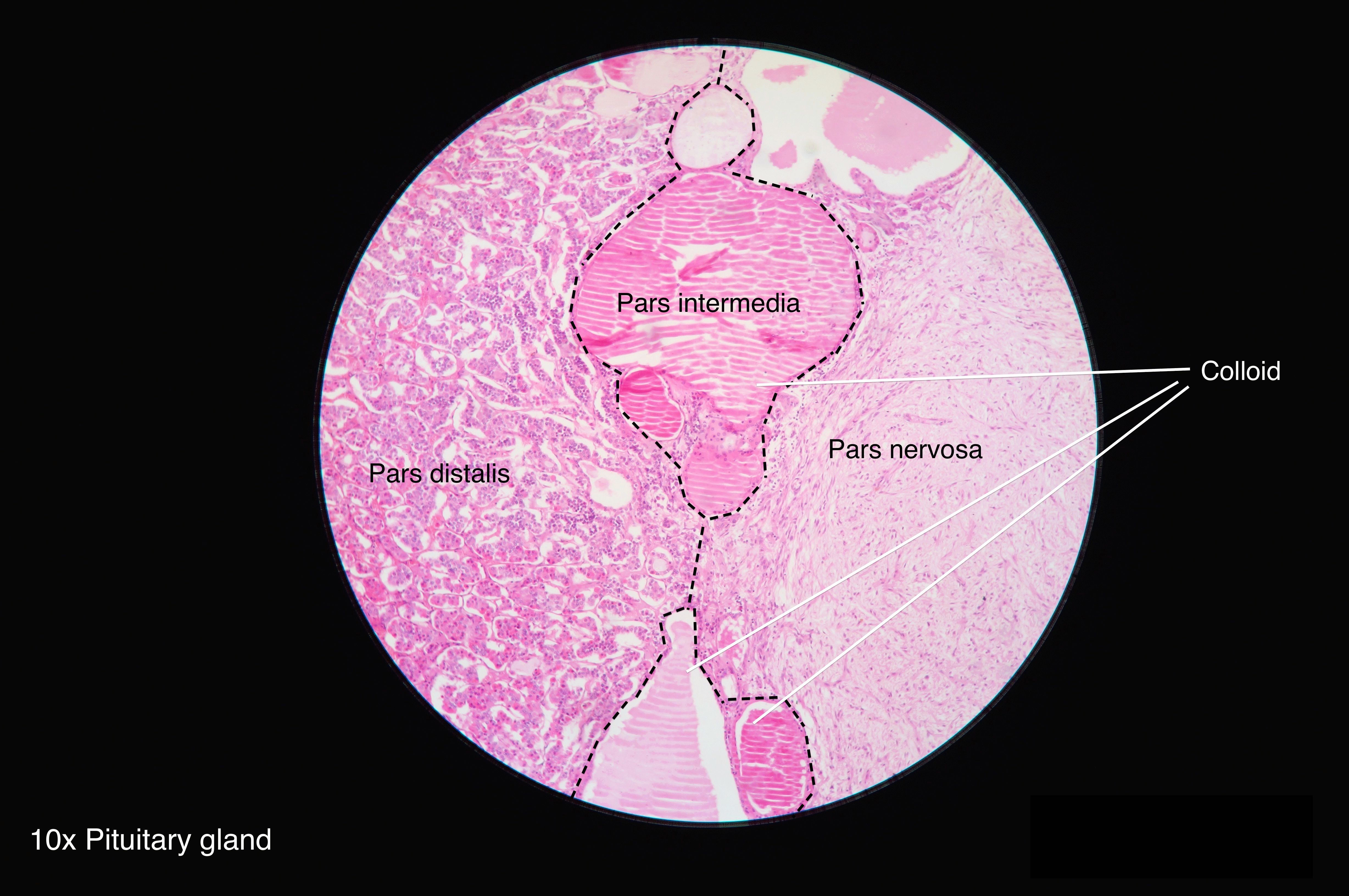 Pars Intermedia Wiki Everipedia
