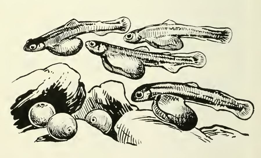 Rainbow trout Wiki Everipedia