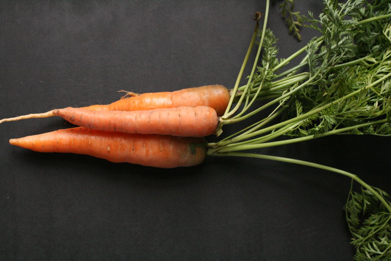 taproot-wiki-everipedia