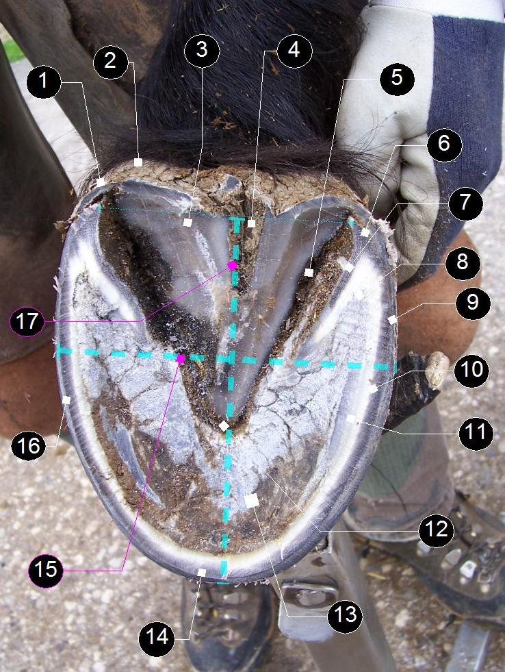 Horse hoof Wiki Everipedia