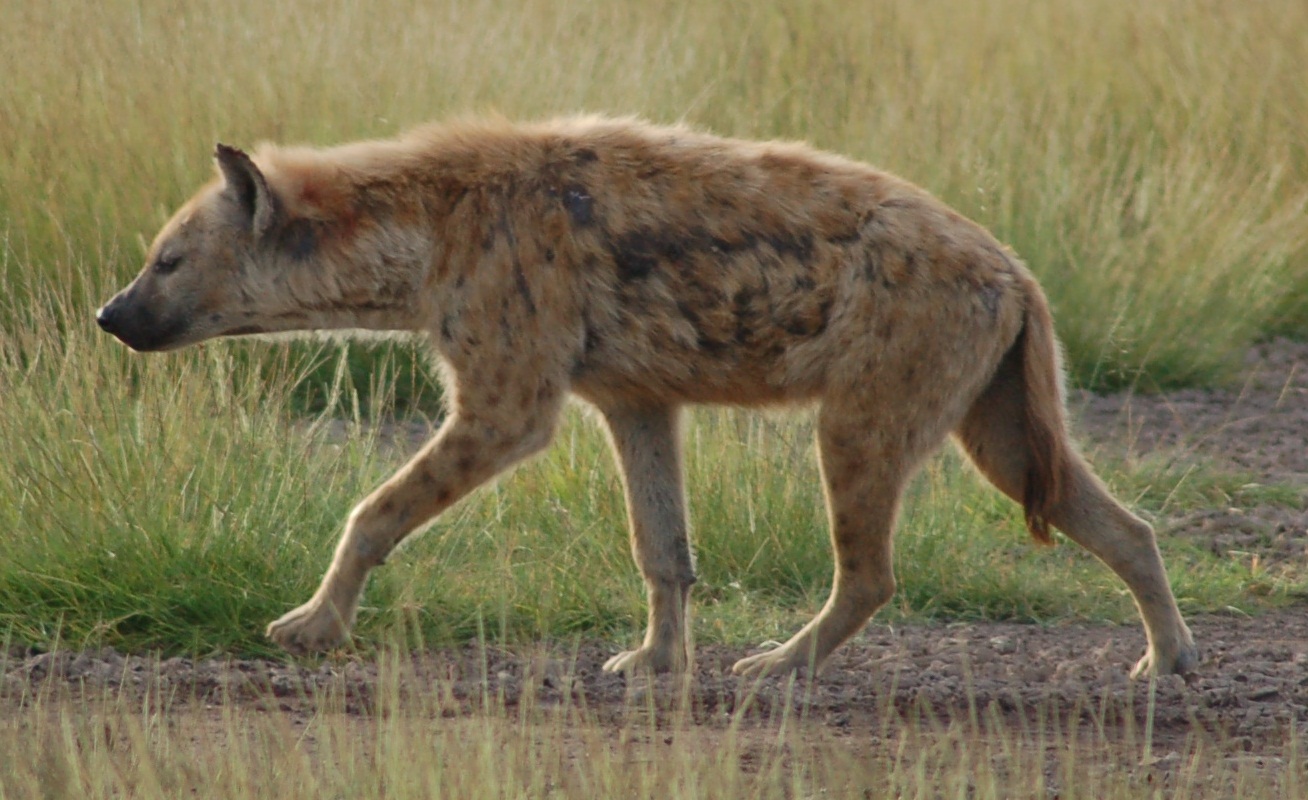 Spotted hyena Wiki Everipedia