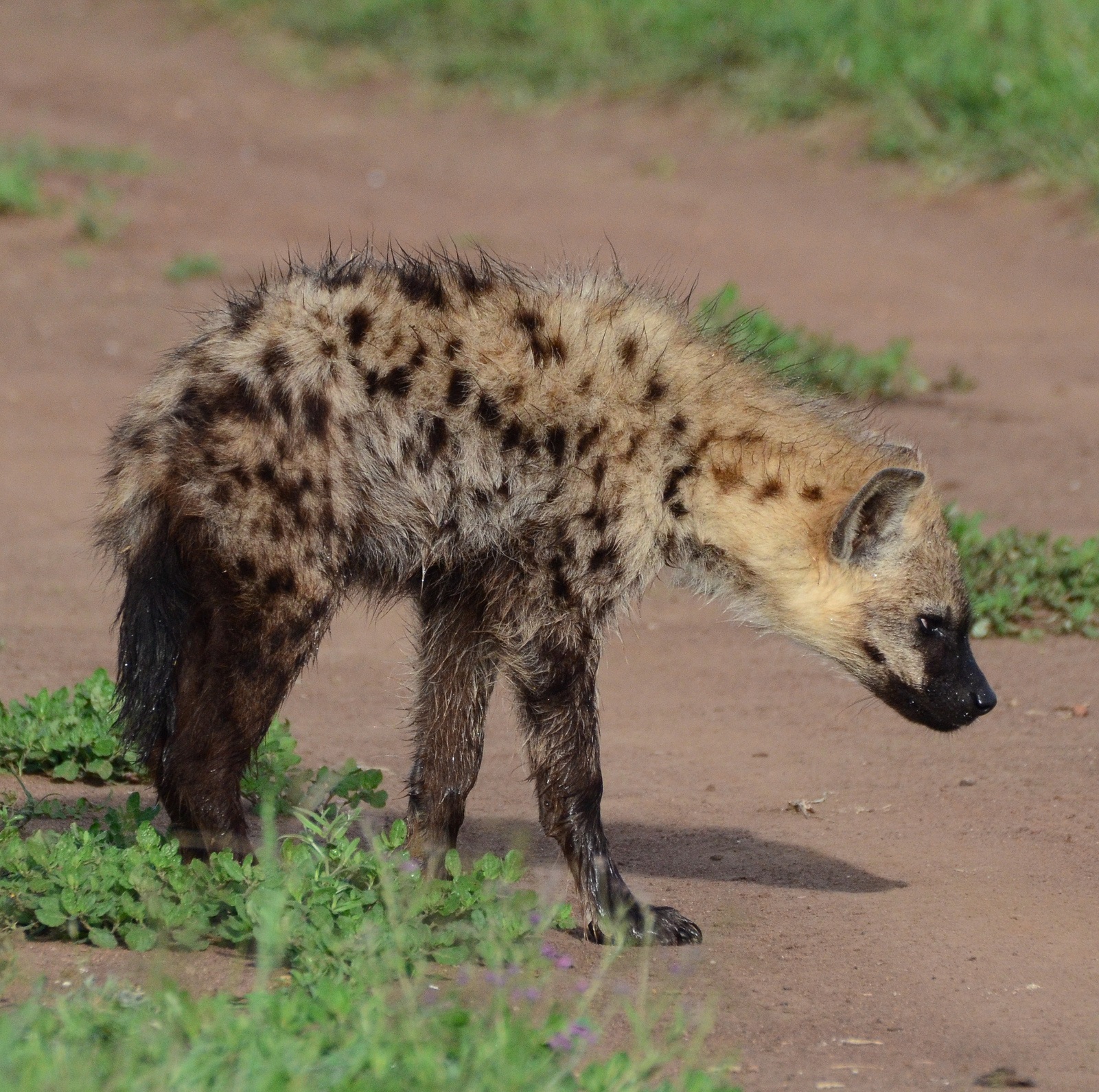 Spotted hyena | Wiki | Everipedia