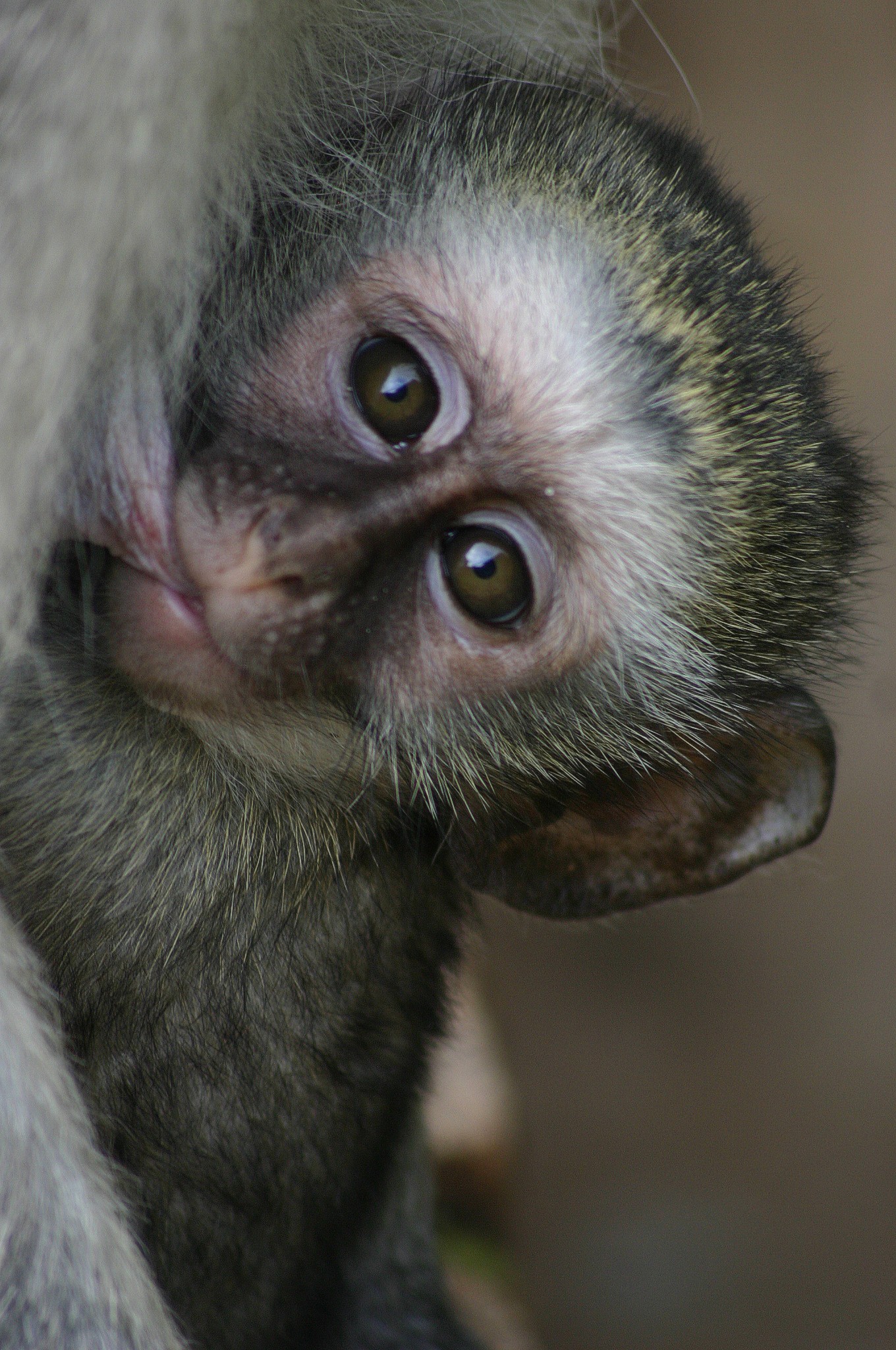 Vervet monkey Wiki Everipedia