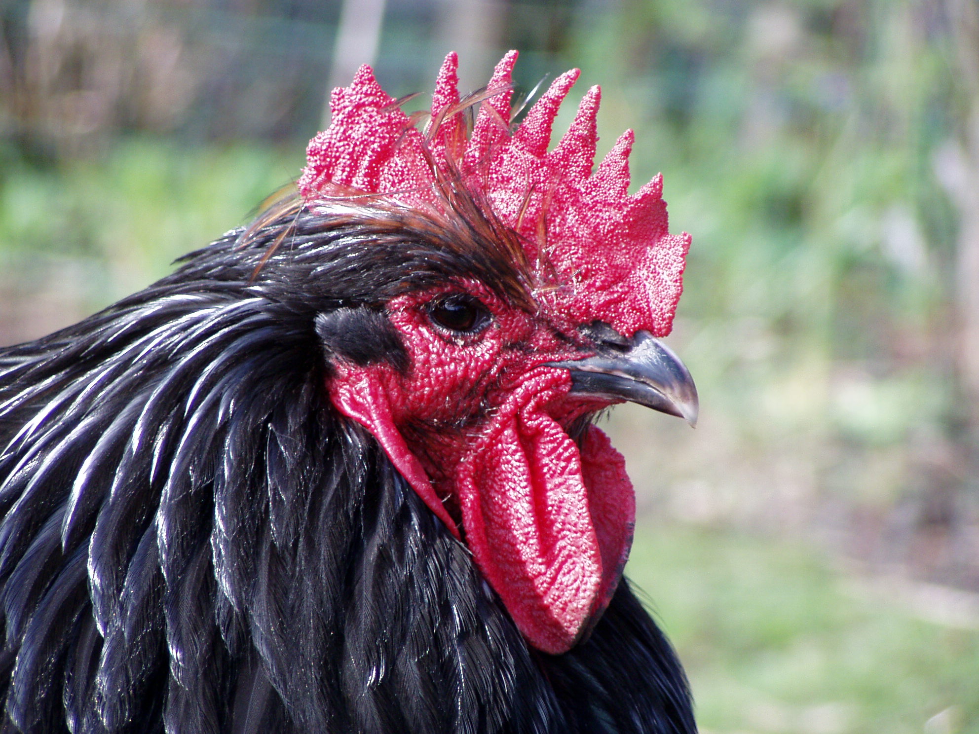 Solid black (chicken plumage) | Wiki | Everipedia