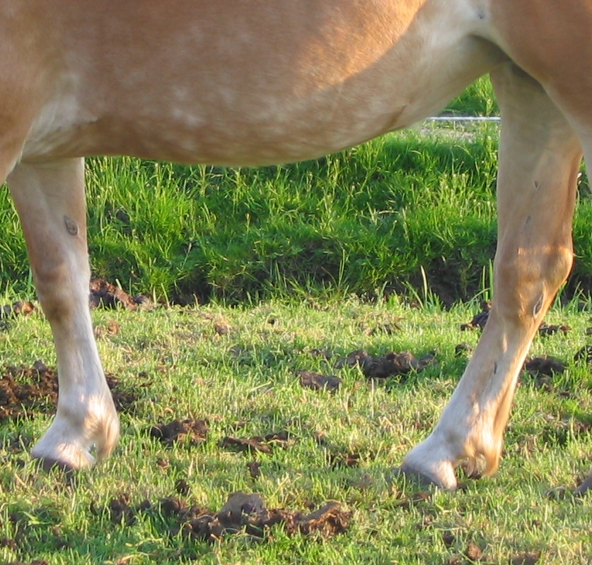 Chestnut (horse anatomy) Wiki Everipedia