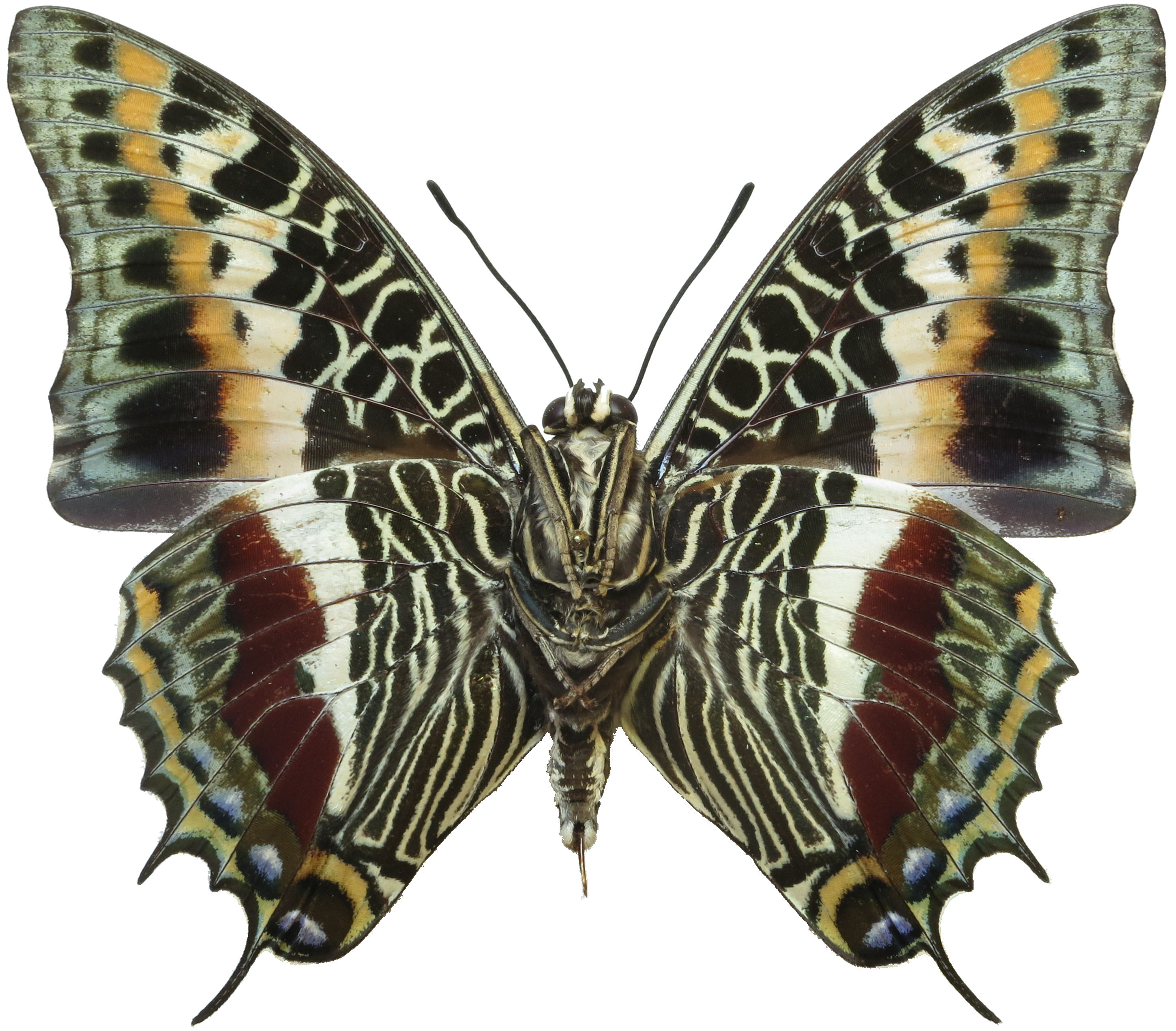 Charaxes castor Wiki Everipedia