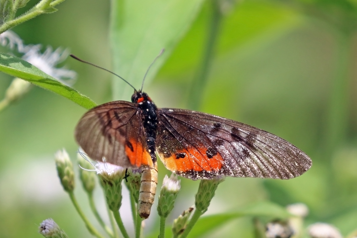 Acraea egina