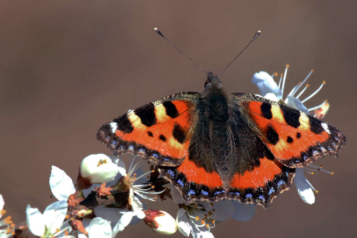Aglais