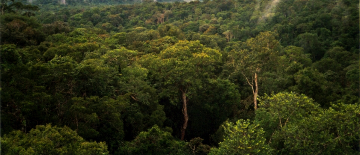 Amazon rainforest, near <a href="/content/Manaus" style="color:blue">Manaus</a>, Brazil