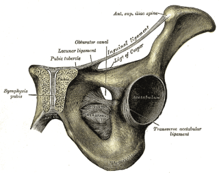 Anterior superior iliac spine Wiki