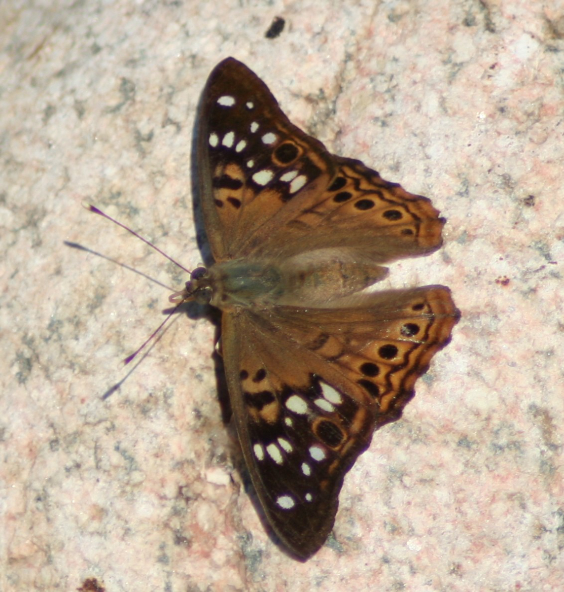 Apaturinae
