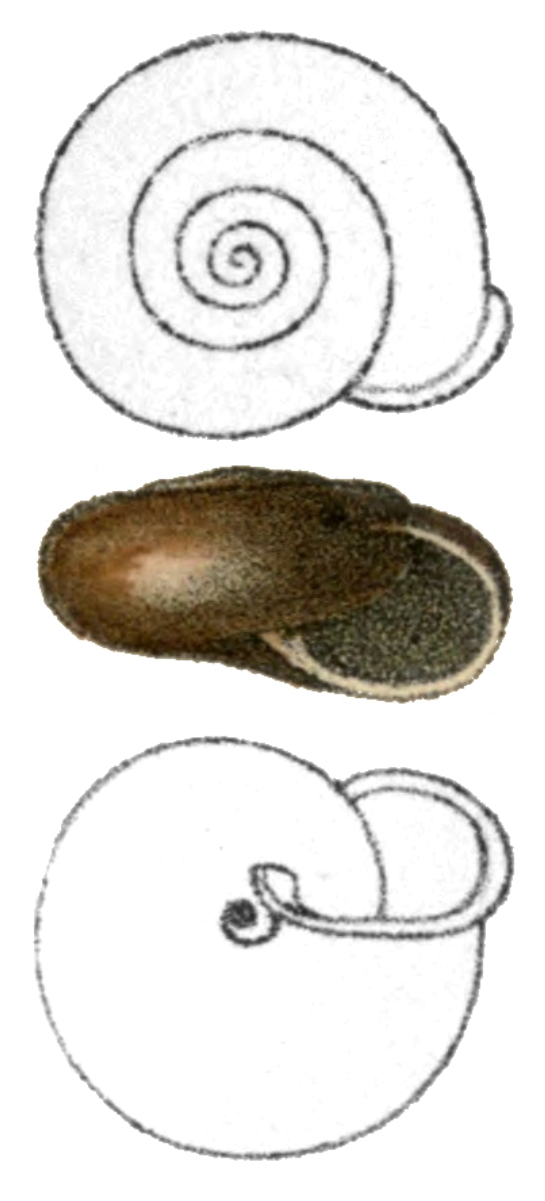 Three views of a <a href="/content/Gastropod_shell" style="color:blue">shell</a> of <i><a href="/content/Norelona_pyrenaica" style="color:blue">Norelona pyrenaica</a></i> with the apertural view in the center