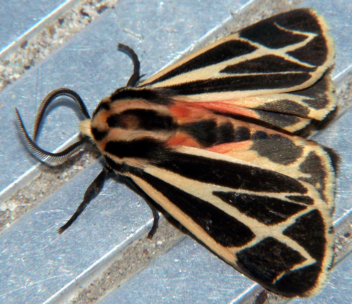 Arctiinae (moth)
