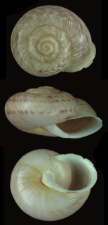Assyriella guttata