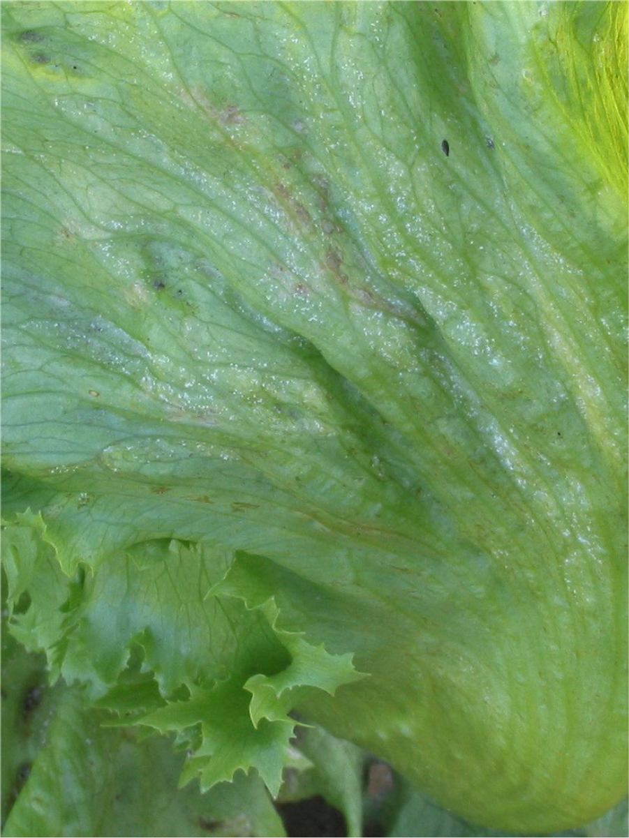 Bremia lactucae