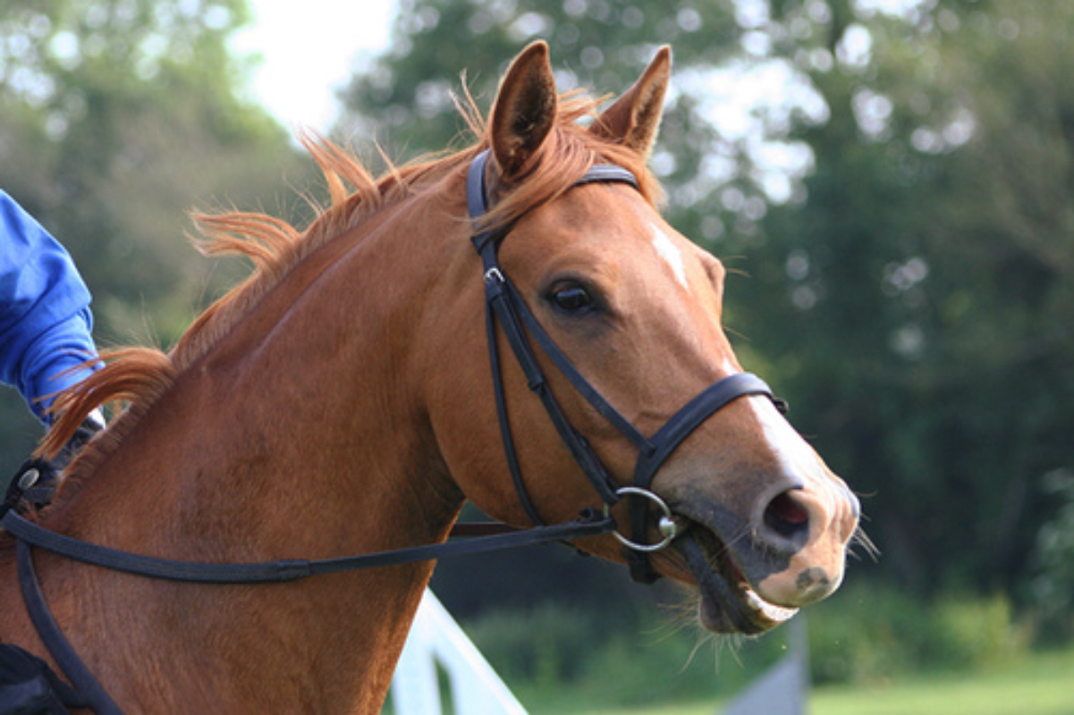A <a href="/content/Hunt_seat" style="color:blue">hunt seat</a> style English bridle