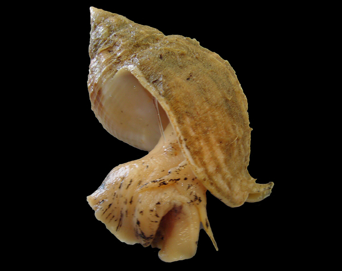 Buccinum