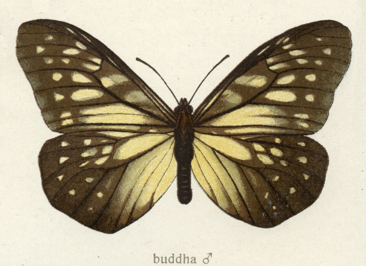 Calinaginae
