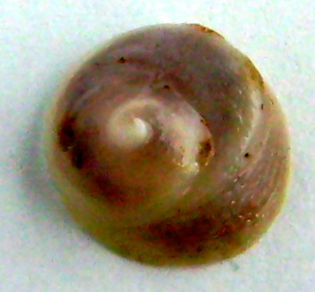 Calyptraeidae