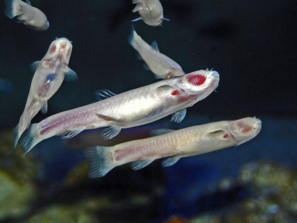 Cavefish Wiki