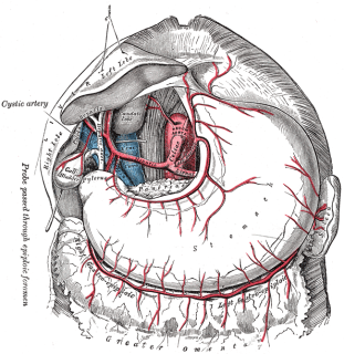 Celiac artery Wiki
