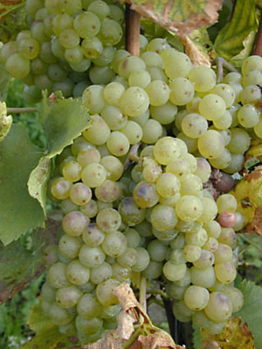 Chasselas grapes growing in <a href="/content/Baden_(wine_region)" style="color:blue">Baden</a> under its local name <i>Gutedel</i>