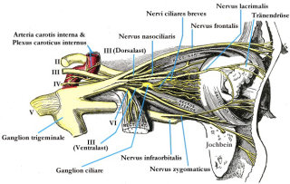 Ciliary ganglion Wiki