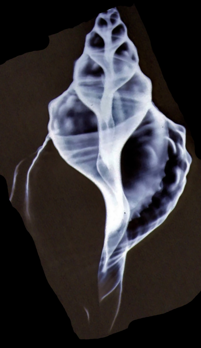 An <a href="/content/X-ray" style="color:blue">X-ray</a> image of a shell of a marine "triton" snail, <i><a href="/content/Charonia" style="color:blue">Charonia</a></i>, showing the slightly sinuous line of the central columella, reaching from the top of the image (the apex of the shell) to the bottom (the siphonal canal)