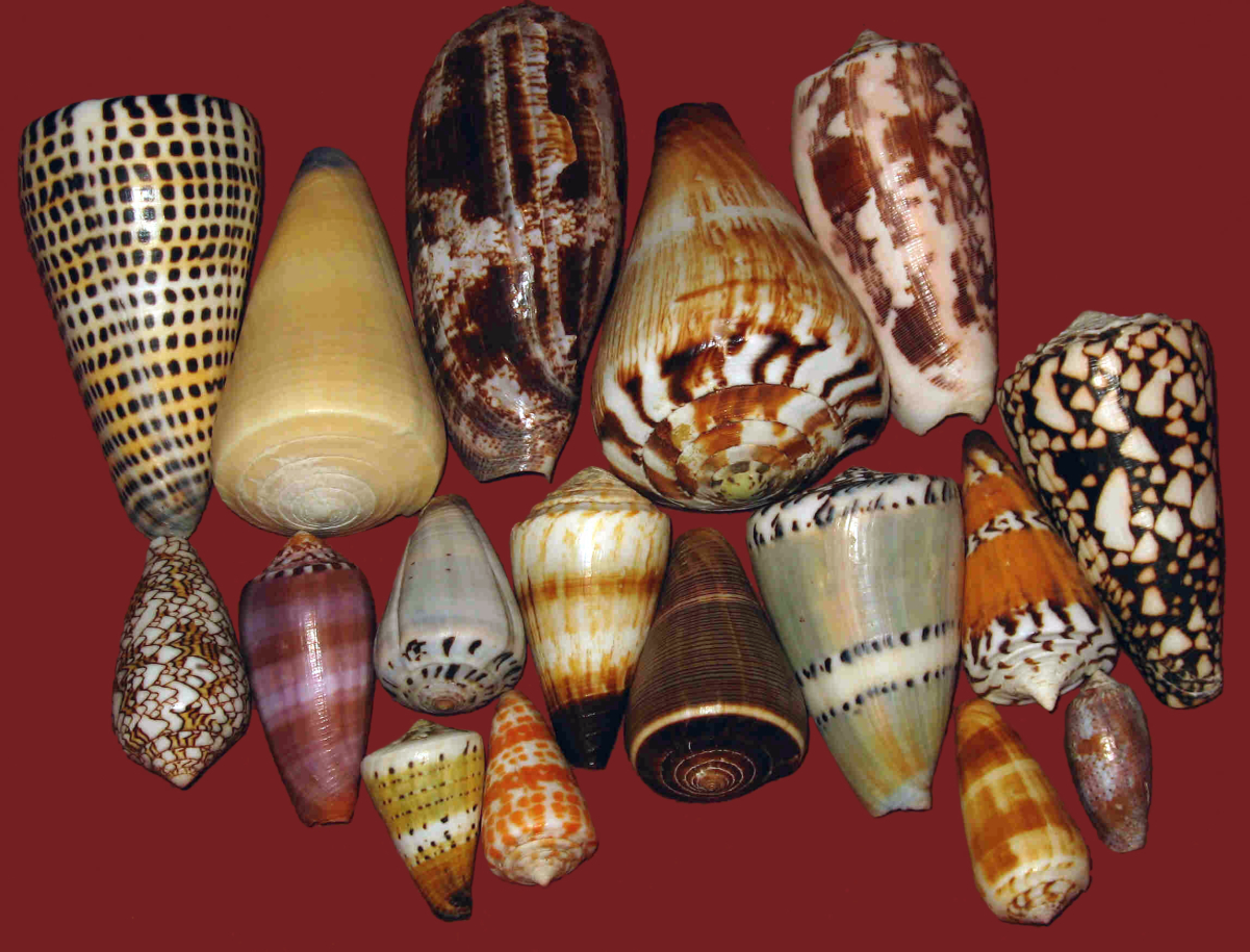 Conidae