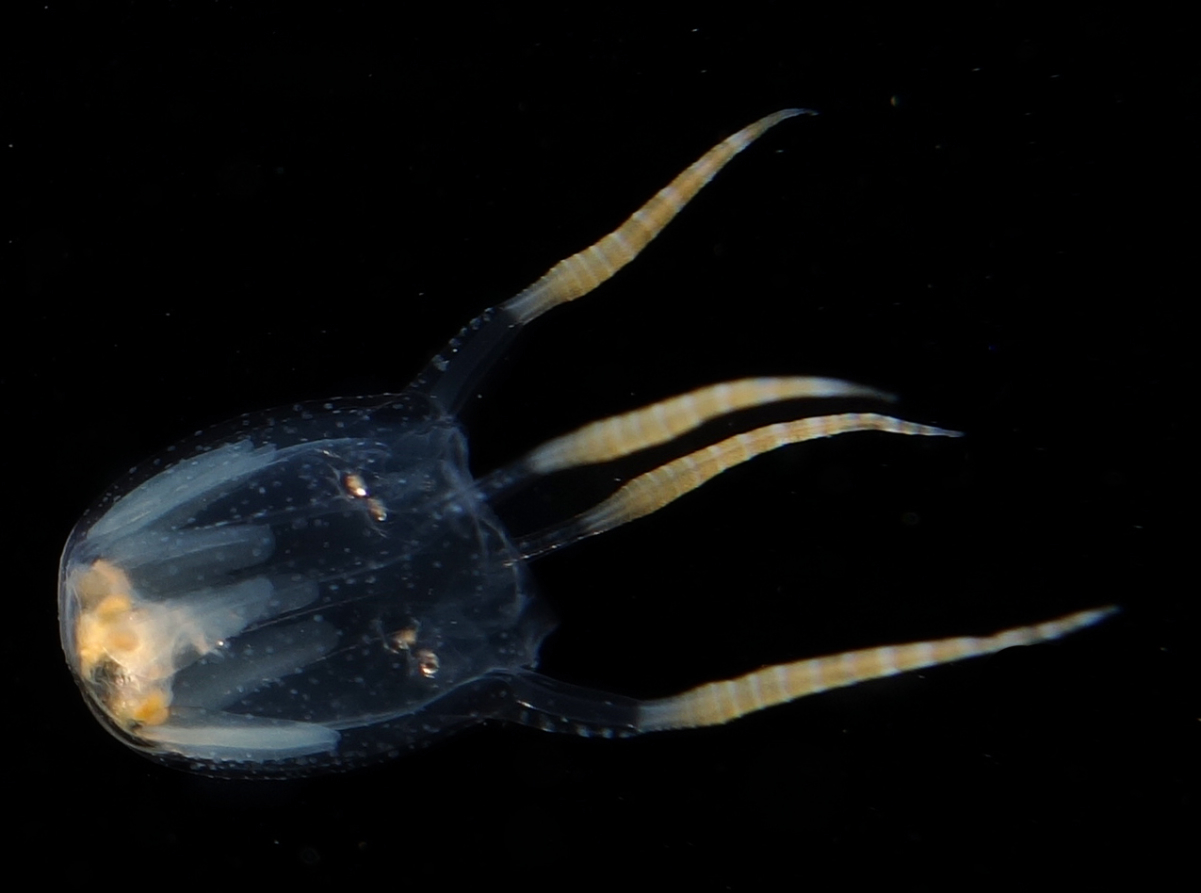 Copula (jellyfish)