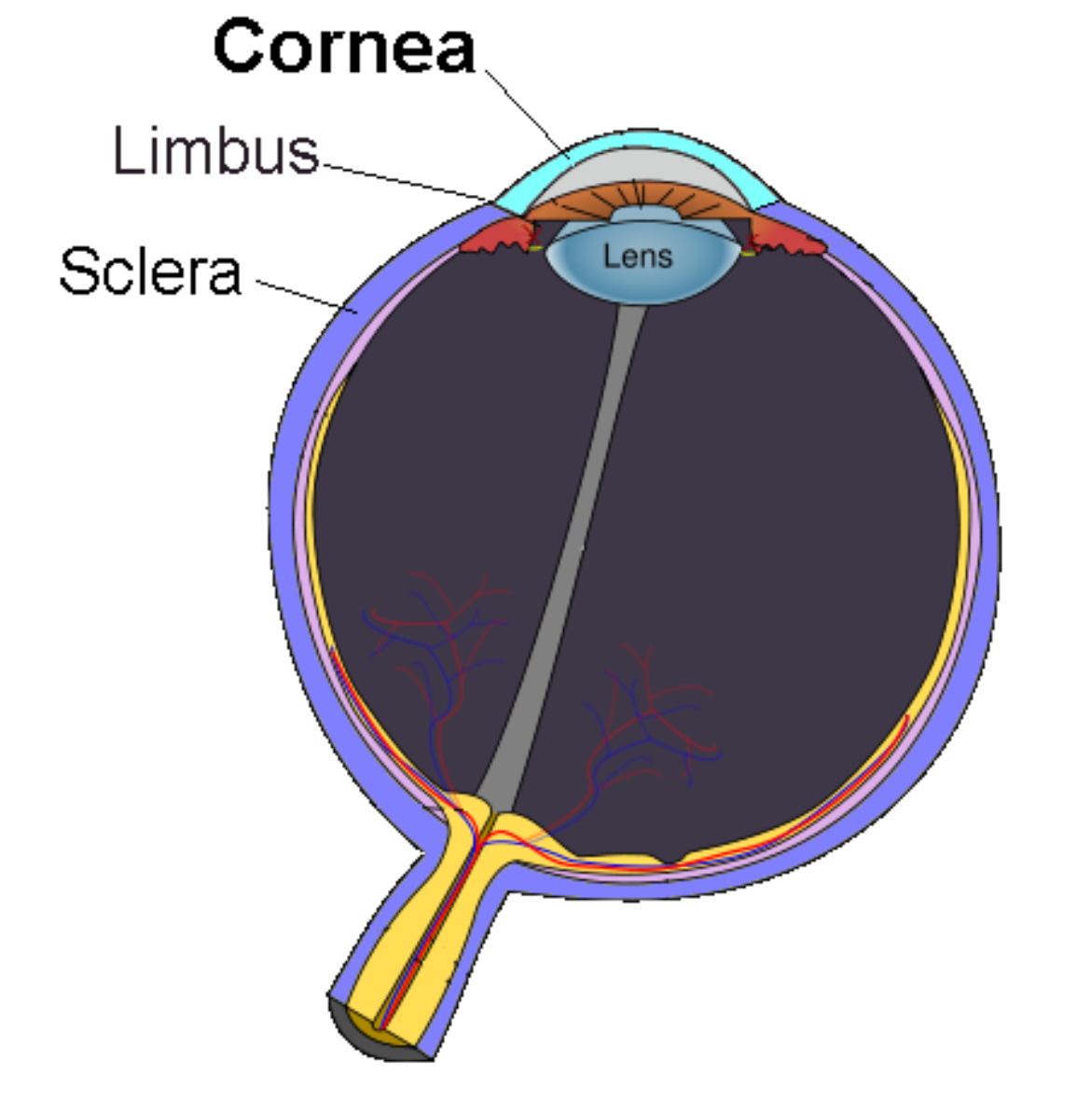 Schematic diagram of the <a href="/content/Human_eye" style="color:blue">human eye</a> showing the cornea as separated from the sclera by the <a href="/content/Corneal_limbus" style="color:blue">corneal limbus</a>
