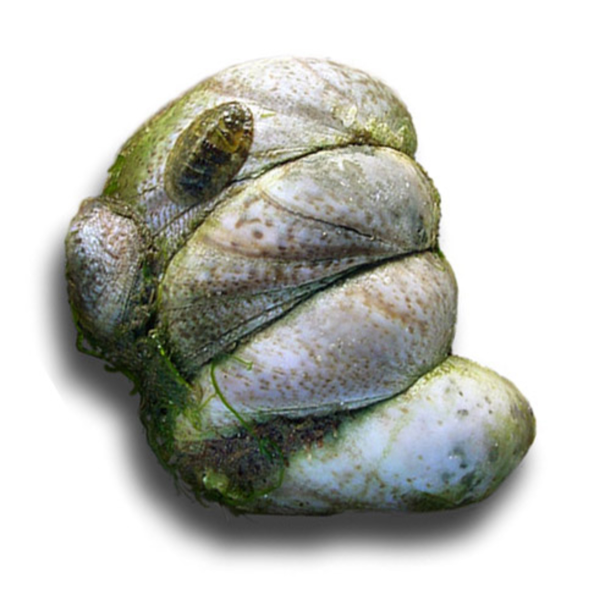 Crepidula