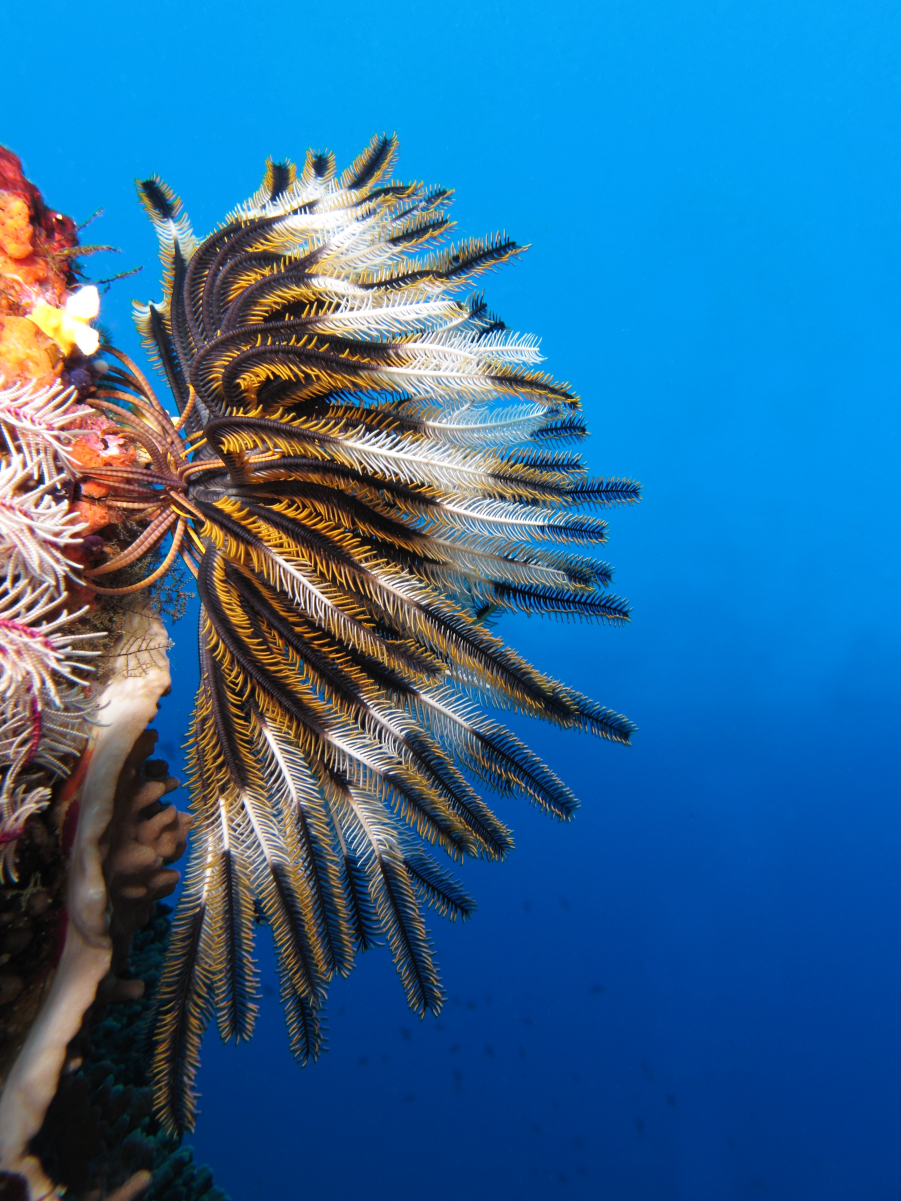 Crinoid