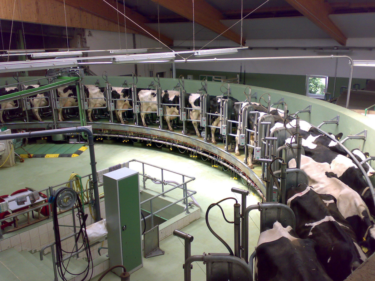 A rotary milking parlor at a modern dairy facility, located in Germany