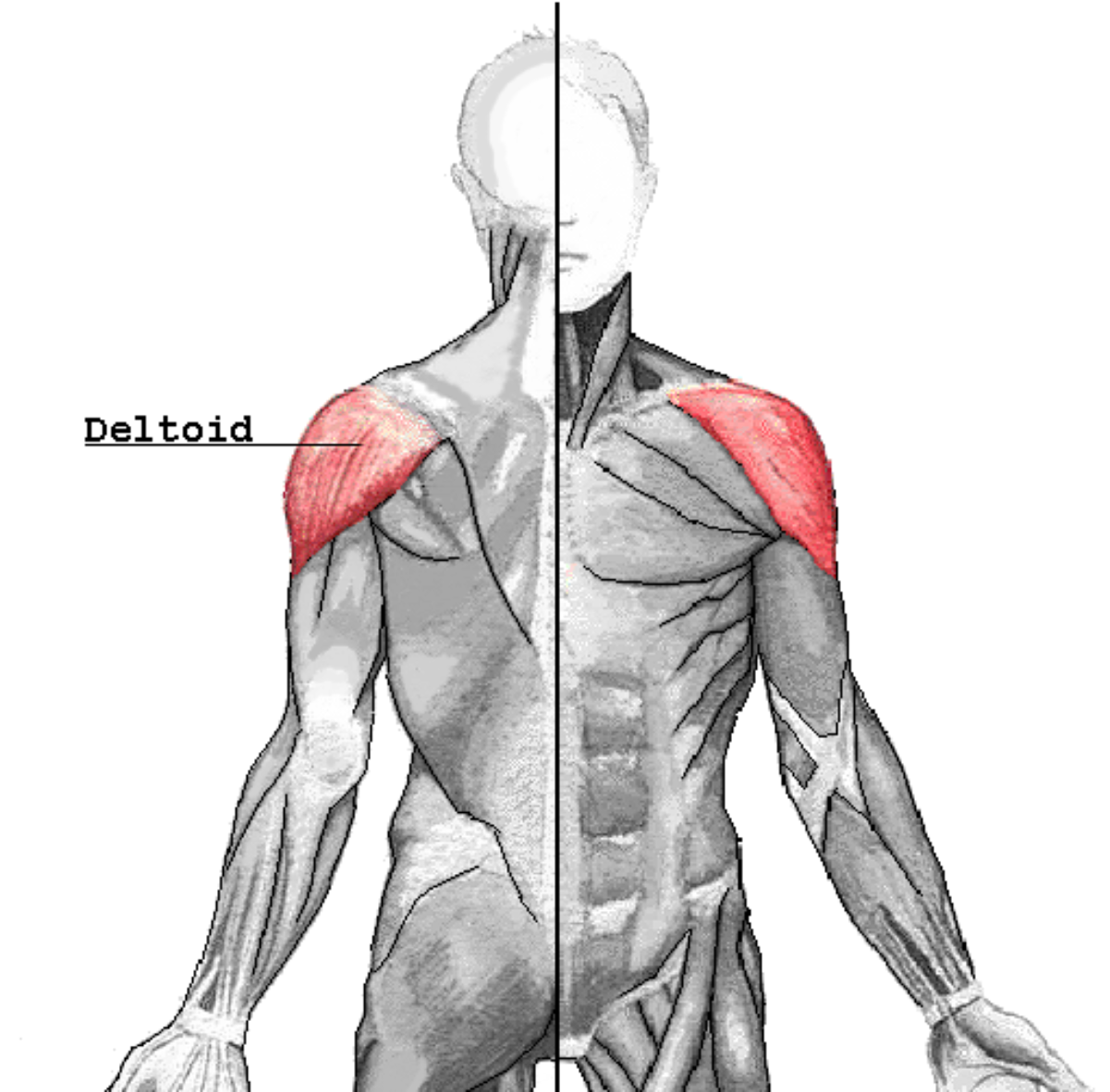 Deltoid muscle Wiki