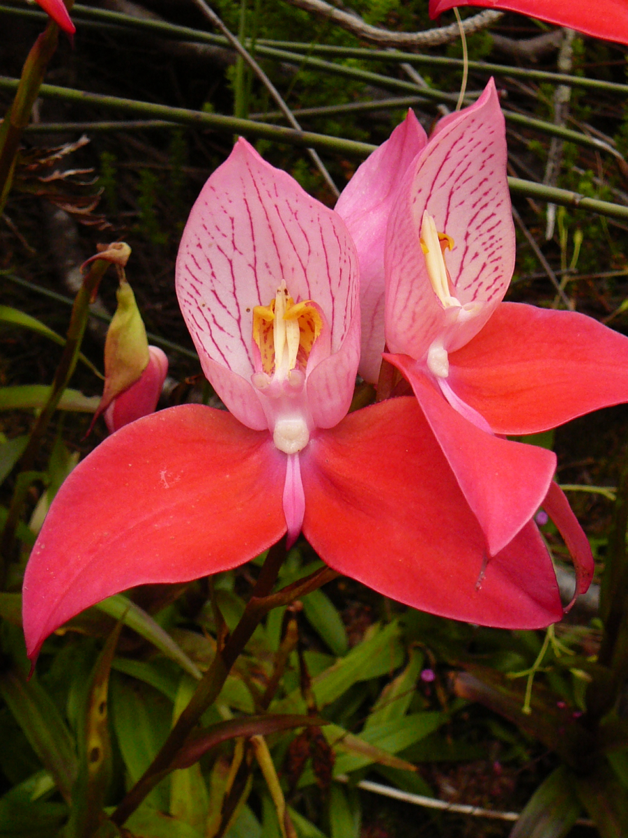 Disa uniflora Wiki